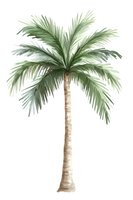 Watercolor palm tree with green fronds and brown trunk on white background, isolated botanical illustration for tropical design projects and wall art prints.