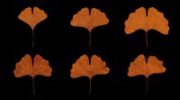 Six dried autumn ginkgo leaves in warm orange-brown tones, isolated on transparent background. Ready for stickers, t-shirt design, sublimation, and print on demand.