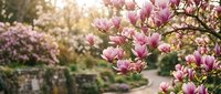 Pink magnolia flowers blooming in spring garden with blurred pathway and green foliage background, suitable for nature and seasonal design projects.