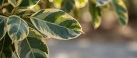 Variegated green and cream leaves with natural sunlight creating soft bokeh background for botanical and gardening projects.