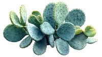 Watercolor prickly pear cactus with blue-green paddle-shaped segments and delicate spines on white background, ready for botanical art and design projects.