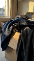 Adorable black kitten with bright eyes peeking from cozy knitted blanket in sunny living room creating warm domestic scene for pet lovers and home decor.