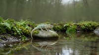 Moss-covered stones in tranquil forest stream with lush green vegetation and calm water reflections creating peaceful natural woodland scenery.