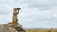 Meerkat standing upright on rocky outcrop scanning horizon under cloudy sky in natural savanna habitat displaying alert watchful behavior.