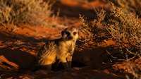 Meerkat standing alert in golden desert landscape with warm sunlight and sparse vegetation creating natural wildlife habitat scene.