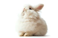 Fluffy white angora rabbit with long fur sitting on white background, rear view showing soft texture and distinctive bunny silhouette, isolated for design use.