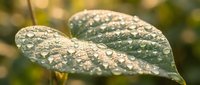 Raindrops cover green leaves after a storm, creating a fresh, natural outdoor scene suitable for environmental, nature, and wellness projects.
