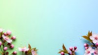 Spring cherry blossom flowers with water drops on pastel gradient background. Fresh floral border frame with pink blooms and green leaves for design.