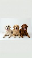 Three golden retriever dogs sitting together on white background with tongues out looking at camera for pet care and training concepts.