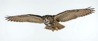Isolated brown owl in flight with wings spread wide against white background, ready for design projects and educational materials.