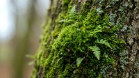 Vibrant green moss and tiny ferns growing on rough tree bark texture in natural forest environment for organic botanical backgrounds.