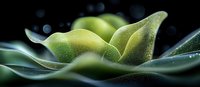 Macro photography of green succulent plant leaves with water drops and bokeh effect on dark background, showing delicate texture and natural patterns.
