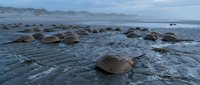 Horseshoe crabs gathering on sandy beach during spawning season with ocean waves and cloudy sky creating natural wildlife habitat scene.