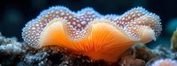Orange sea anemone with delicate white-dotted tentacles against dark background in underwater macro photography showing marine life details and textures.