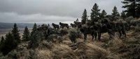 Wild wolf pack standing on rocky mountain ridge among evergreen trees under dramatic cloudy sky in natural wilderness habitat during overcast day.