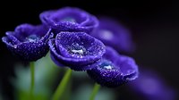 Vibrant purple flowers with water droplets on petals against dark background, creating magical garden atmosphere. Macro photography reveals delicate dew details.