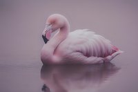 Pink flamingo swimming in misty water at dawn, graceful neck curved in classic pose, soft feathers reflecting in calm surface against ethereal purple background.