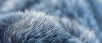 Close-up of soft, fluffy fur texture in cool blue and gray tones, suitable for backgrounds, animal content, and nature-themed designs.