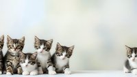 Adorable tabby and white kittens sitting in row against soft blurred background for pet adoption campaigns and animal welfare promotions.