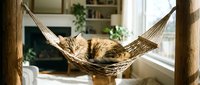 Tabby cat relaxing in woven hammock suspended between wooden posts in bright living room with fireplace and window, pet comfort and indoor leisure.