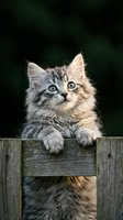 Fluffy tabby kitten with striking green eyes peering over weathered wooden fence against dark background. Cute young cat for pet, animal, and nature designs.