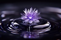 Purple lotus flower floating on dark water surface with concentric ripples creating mesmerizing reflection pattern, zen-like atmosphere for spa and wellness designs.