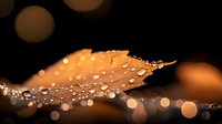 Autumn leaf covered in morning dew drops with golden bokeh background creates atmospheric nature macro photography with shallow depth of field.
