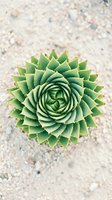 Green spiral succulent plant viewed from above on sandy textured surface. Natural geometric pattern for home decor, gardening and botanical design projects.