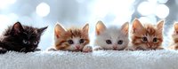 Four adorable kitten heads peeking over white fluffy carpet edge, featuring black, ginger and white colored cats against soft bokeh background.