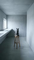 Gray tabby cat sitting on wooden bar stool in minimalist concrete room with window light, modern interior design concept for home decor and pet lifestyle projects.