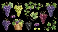 Grape clipart set with purple, green, and red bunches, leaves, vines, and basket, isolated on transparent background. Great for stickers, t-shirt design, and print on demand.