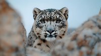 Majestic snow leopard close-up portrait showing intense blue eyes and distinctive spotted fur pattern against blurred rocky mountain habitat background.