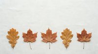 Five autumn leaves arranged in row on white background showing seasonal fall foliage in warm orange brown colors for nature design projects.