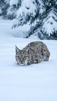 Wild lynx crouching in deep snow during heavy snowfall with snow-covered evergreen trees in blurred background creating atmospheric winter wildlife scene.