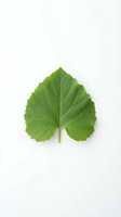 Single fresh green grape leaf with visible veins isolated on white background, ready for botanical, culinary, and design applications including packaging and educational materials.
