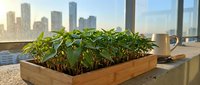 Young seedlings growing in wooden planter box on office windowsill with urban skyline view, representing sustainable business practices and green workplace environment.