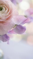 Soft pink ranunculus flower with delicate purple petals in dreamy pastel light for romantic spring wedding invitations and feminine floral designs.