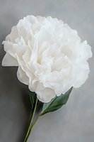 Pure white peony bloom with delicate ruffled petals and green stem against soft gray background, showcasing elegant floral simplicity and natural grace.
