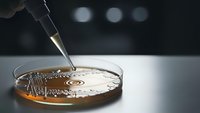 Laboratory petri dish with bacterial culture and pipette for microbiological research and scientific analysis in modern lab setting.