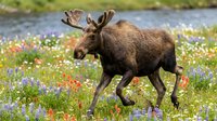 Large bull moose walking through colorful wildflower meadow near stream in natural habitat during summer season for wildlife photography.