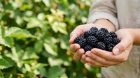 Farmer holding fresh ripe blackberries in hands over blurred garden background, harvesting organic berries for food production and agriculture.