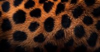 Close-up macro shot of orange and black spotted animal fur pattern showing natural texture and markings, suitable for wildlife and nature designs.