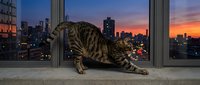 Tabby cat stretching on concrete floor with panoramic city skyline and sunset visible through floor-to-ceiling windows, urban apartment setting.