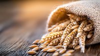 Golden wheat ears spilling from burlap sack on rustic wooden surface with warm sunlight creating agricultural harvest atmosphere for bakery and farming concepts.