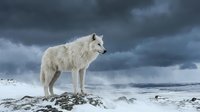 White arctic wolf standing on snowy rocky terrain against dramatic stormy sky. Majestic predator in winter wilderness landscape for wildlife photography.