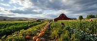 Autumn harvest scene with orange pumpkins in agricultural field rows, red barn and dramatic cloudy sky creating rustic countryside farming landscape.