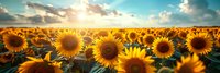 Vibrant sunflower field stretches to horizon under dramatic sunset sky, golden sunflowers in full bloom creating natural panoramic landscape with warm summer light.