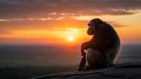 Contemplative monkey silhouette sitting on rocky ledge during golden hour sunset with dramatic orange sky and distant landscape horizon.