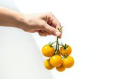 Hand holding fresh yellow cherry tomatoes on vine against white background for healthy cooking and organic food concepts.