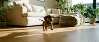 Small brown dachshund puppy sitting on wooden floor in bright modern living room with beige sofa, green plants and natural sunlight streaming through windows.
